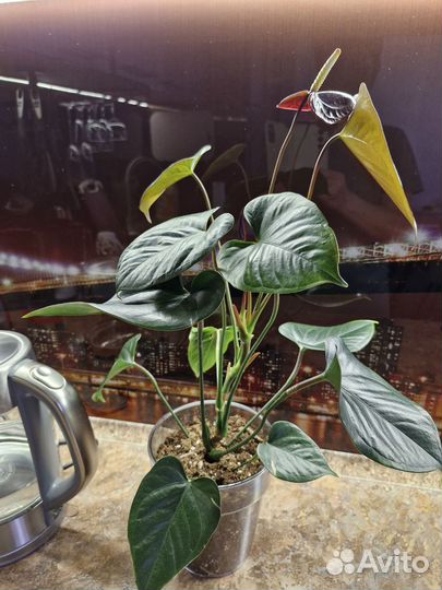 Антуриум Pacifica