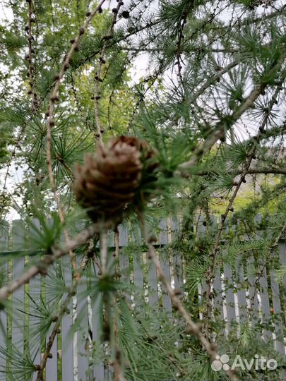 Семена лиственицы