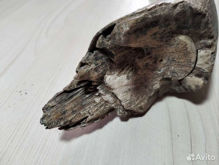 Продам бивень мамонта