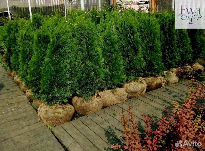 Туя Смарагд оптом