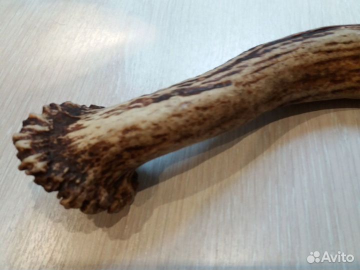 Рога для поделок