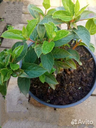 Гортензия Самарская Лидия