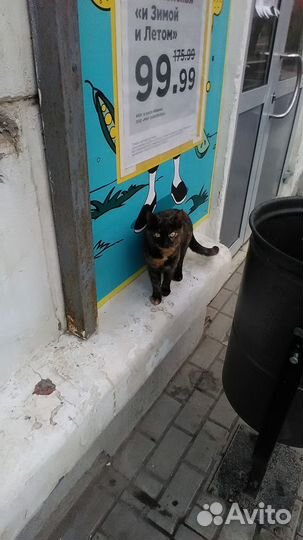 Отдам в добрые руки