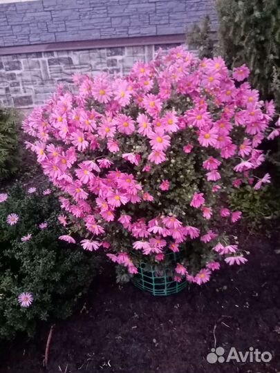 Хризантемы