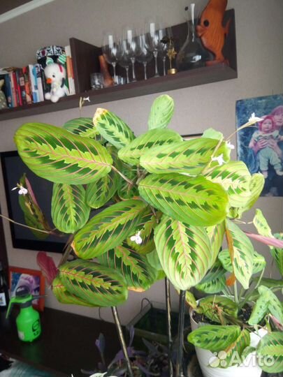 Маранта триколор