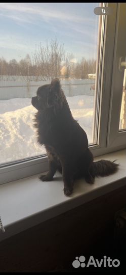 Кобель для вязки