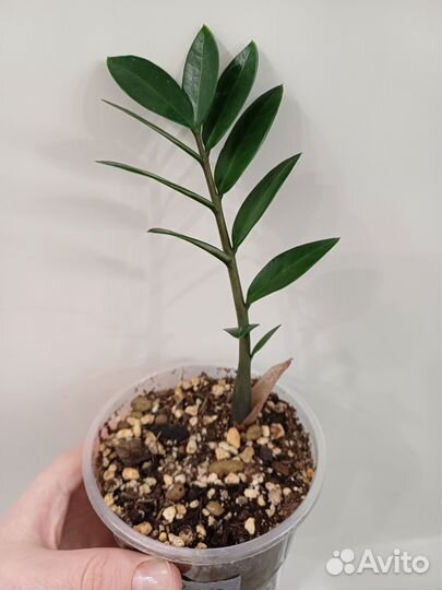 Замиокулькас от вариегантного шорт лив