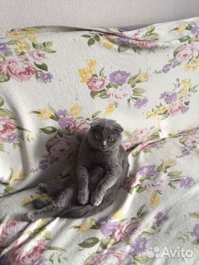 Кошка британка вислоухая