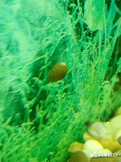 Теодоксус улитка