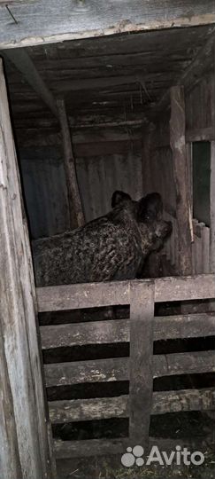 Венгерская мангалица