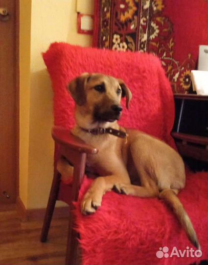 Рыжая красавица ищет семью