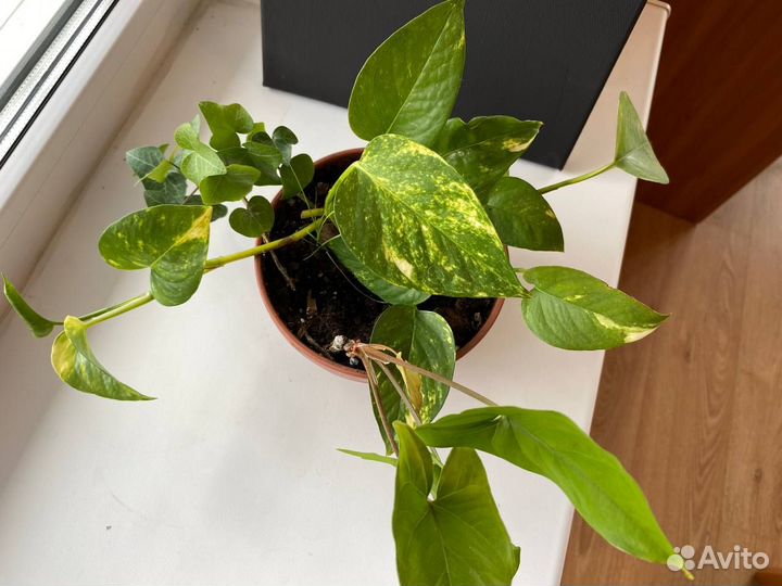 Продам лиану эпипремнум плющ сингониум