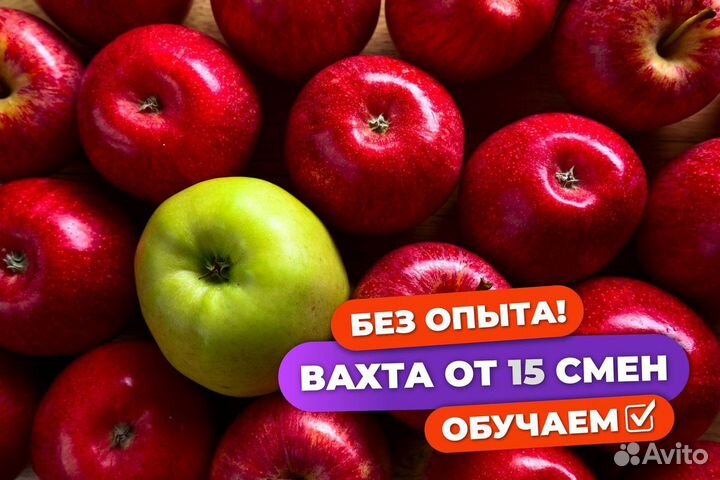 Сборщик яблок вахта в Волгоградской области