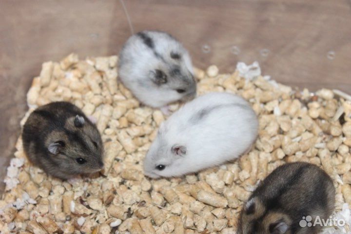 Джунгарские хомяки малыши