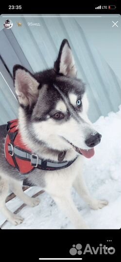 Отдам Хаски