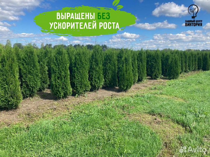 Туя Смарагд 180-200 см для ландшафтного дизайна