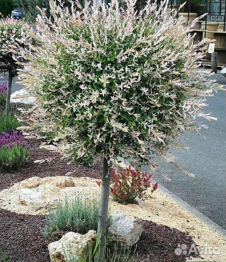 Ива Хакура Нишики