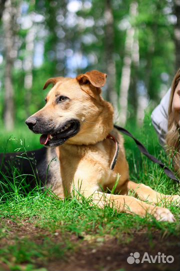 Молодая активная погибает в приюте