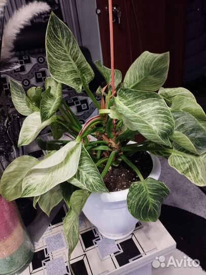 Филодендрон биркин