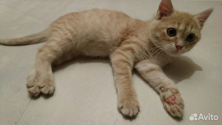 Рыжие, шикарные, плюшевые котята в добрые руки