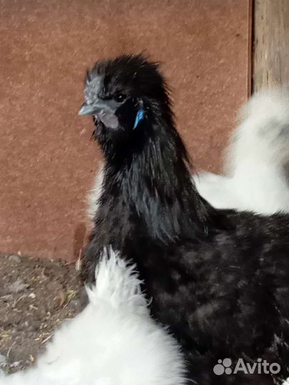 Куры петухи и цыплята китайской шелковой