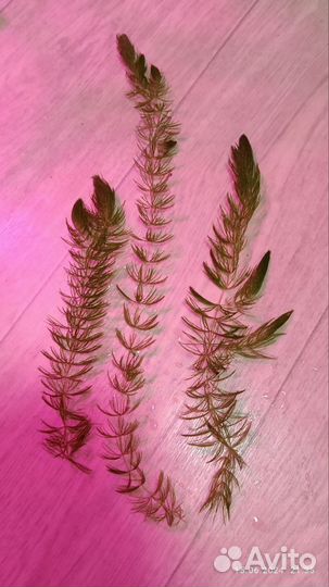 Растения для аквариума Роголистник