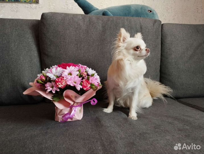 Вязка чихуахуа