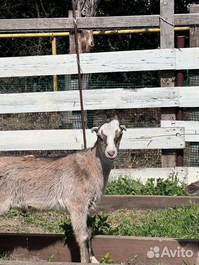 Коза нубийская