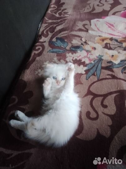 От британки кошечка