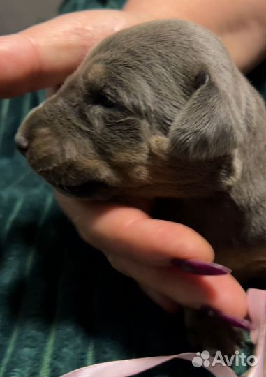 Добермана щенки