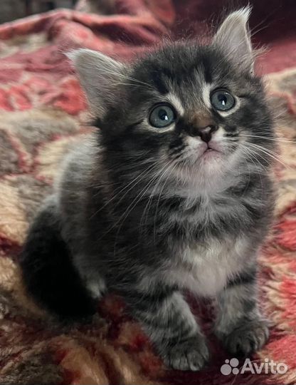 Котята мей кун