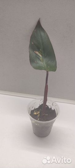 Филодендрон Розовая Принцесса