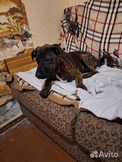 Щенок питбуль