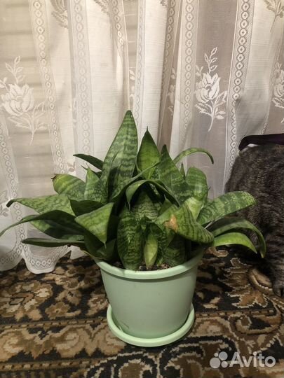 Комнатные цветы в горшках