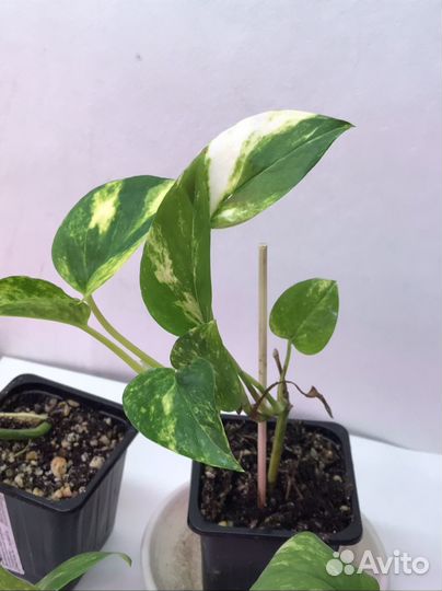 Эпипремнум золотистый сциндапсус