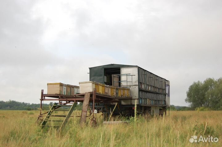 Пчелопавильон с ульями и пчелами