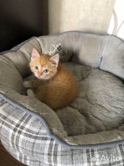 Котенок девочка в добрые руки