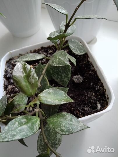 Хойя цветок