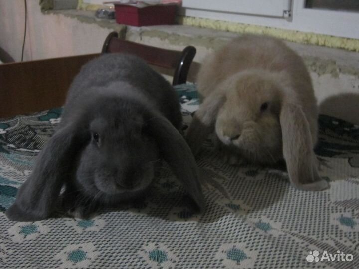 Французский баран