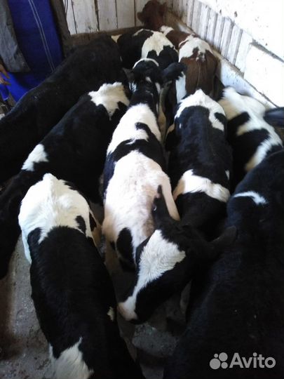 Телята мясной породы бычки