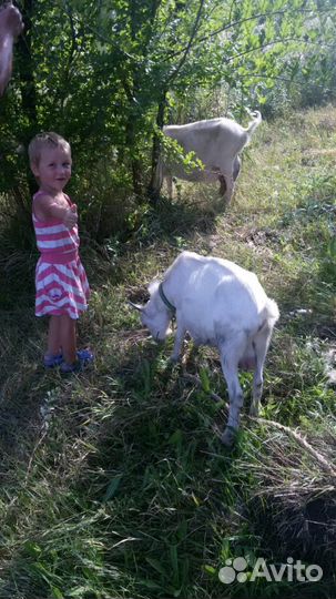 Козье, молоко, сыр, творог