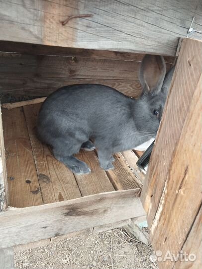 Продаётся кролики