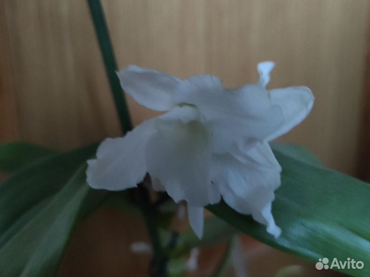 Орхидея дендробиум