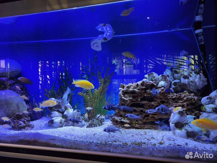 Оформление, чистка аквариума