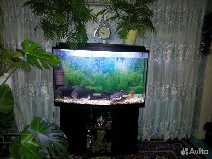 Продам аквариум