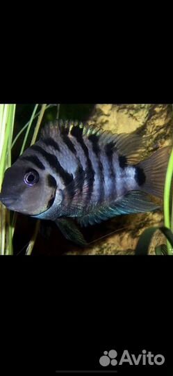 Рыбы цихлиды
