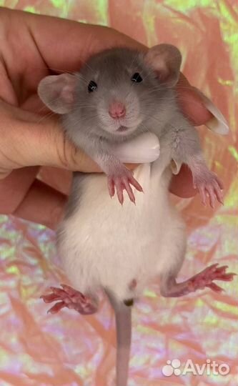 Декоративная крыса Дамбо и стандарт