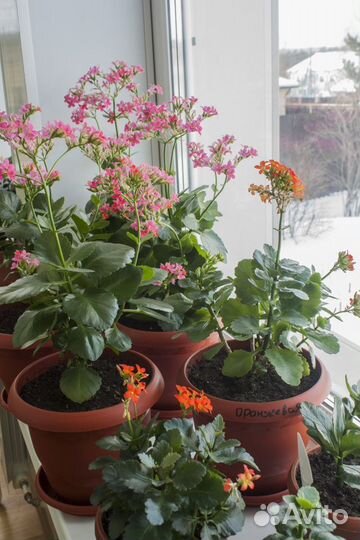 Домашние цветы