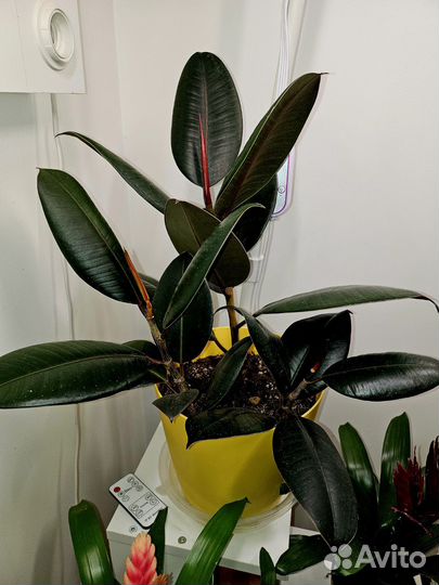 Фикус каучуконосный эластика