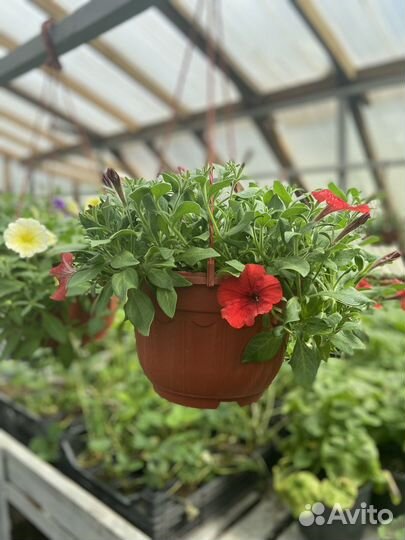 Однолетние цветы